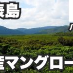 西表島31歳ひとり旅。東洋のガラパゴスは日本なのにマングローブ【八重山諸島#6】