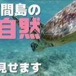 ４人子連れ日本最南端波照間島の大自然を満喫してきました！