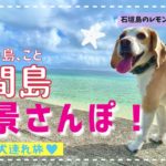 【犬連れ八重山旅】瑠璃の島💎鳩間島絶景さんぽしてきました🍋🐾【石垣島のレモンくんちゃんねる】