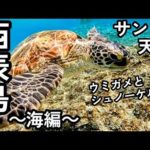 西表島の海がヤバすぎ。バラス島・鳩間島・船浮集落に行ってみた【石垣島離島巡り#4】