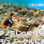 【石垣島】クマノミじっくり見たい！大大大得意です！6月18日シュノーケリングツアー動画