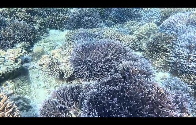 石垣島(153) 石崎海岸西沖 生きてる珊瑚